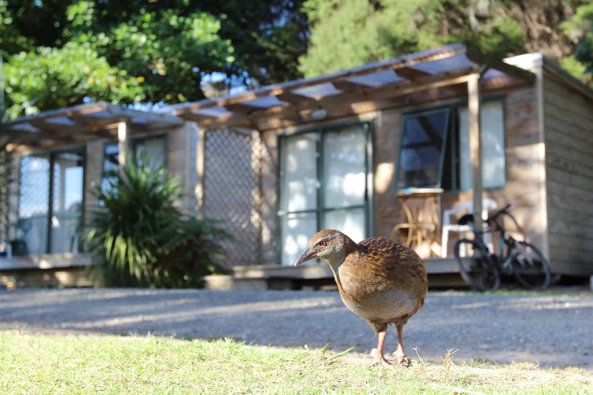Russell-Orongo Bay Holiday Park Bagian luar foto